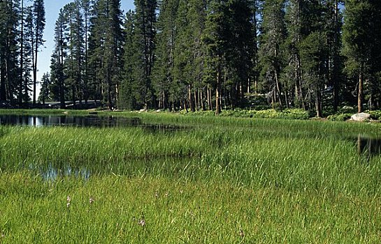 湖,树林,优胜美地国家公园,加利福尼亚,美国