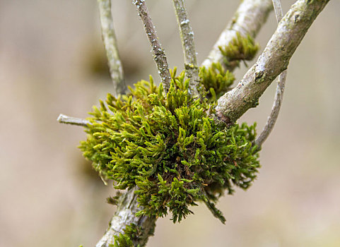 苔藓,分叉,特写