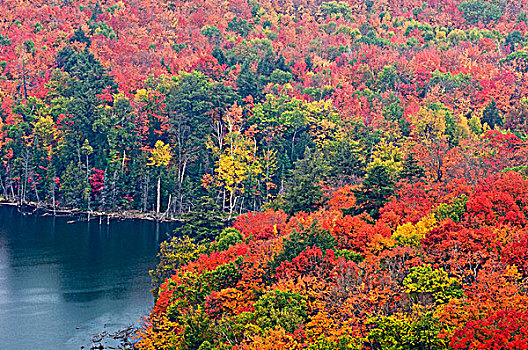 秋日树林,粥,湖,安大略省,加拿大