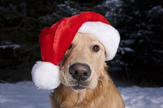 金毛猎犬,狗,户外,穿,圣诞帽,雪中,本垒打,阿拉斯加,肯奈半岛,冬天
