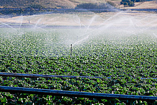 农业,洒水装置,土地,加利福尼亚,美国