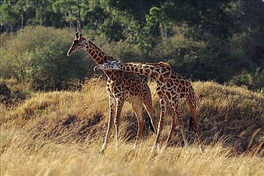 马赛长颈鹿,幼小,颈部,打斗,肯尼亚