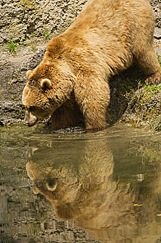 棕熊,沐浴,湖