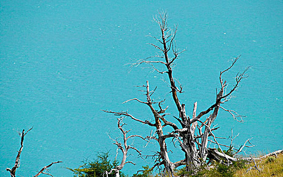 枯木,青绿色,水,灰色,托雷德裴恩国家公园,巴塔哥尼亚,智利
