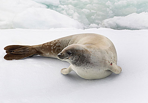 食蝦海豹,浮冰,南大洋,英里,北方,东方,南极