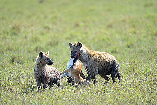 斑鬣狗,捕食,汤氏瞪羚,嘴,马赛马拉国家保护区,肯尼亚,非洲