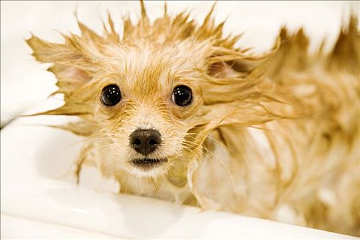 博美狗,小狗,浴,浴缸