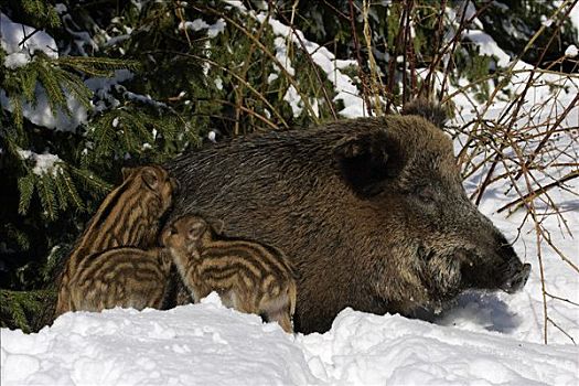 野生,母猪,哺乳,小猪,雪中