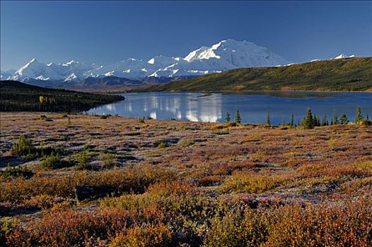 秋天,德纳里峰国家公园,麦金利山,反射,阿拉斯加,美国