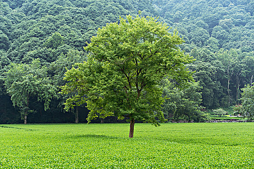 茶园里的一棵树