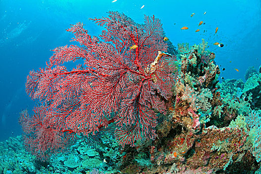 海扇,礁石,塞舌尔
