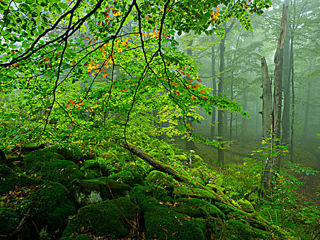秋日树林,黑森州,德国