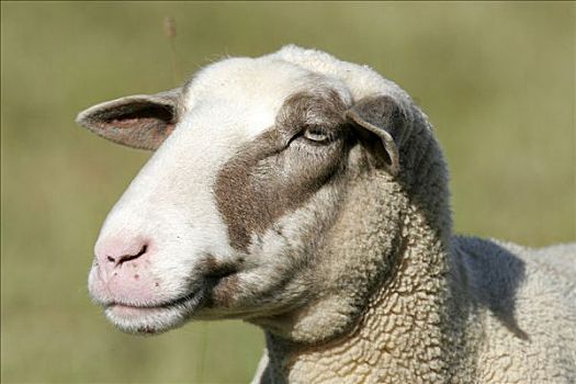 家羊,绵羊,肖像,莱茵兰普法尔茨州,德国,欧洲