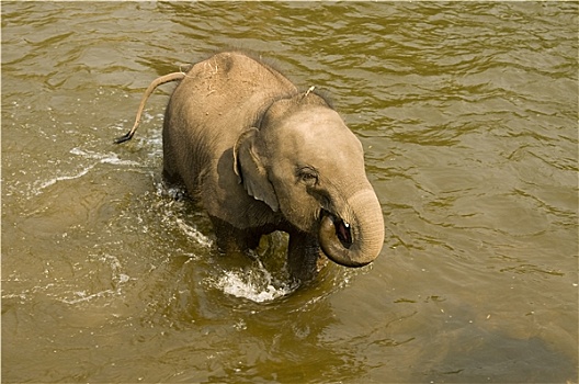 幼兽,亚洲象