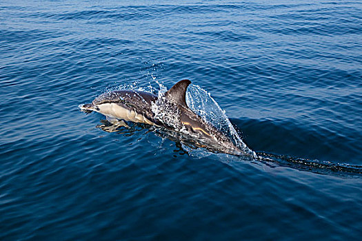 常见海豚,真海豚,平面,阿尔加维,葡萄牙