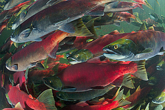 红大马哈鱼,红鲑鱼,群,游泳,迅速,产卵,亚当斯河,省立公园,不列颠哥伦比亚省,加拿大