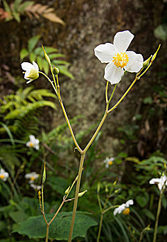 花朵苞蕾