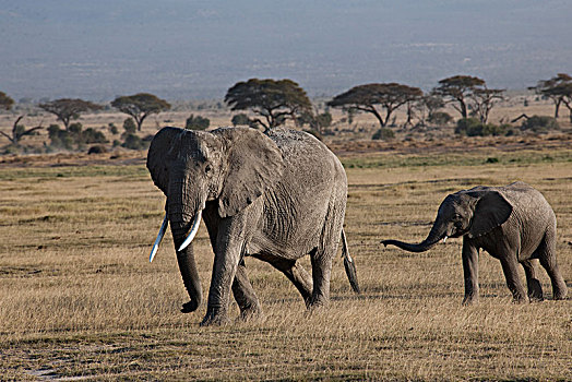 非洲大象129