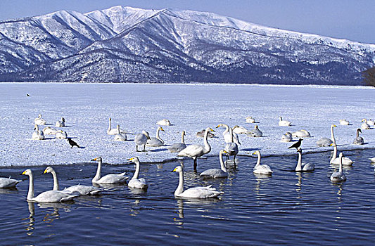 大天鹅,天鹅,群,冰湖,北海道,日本