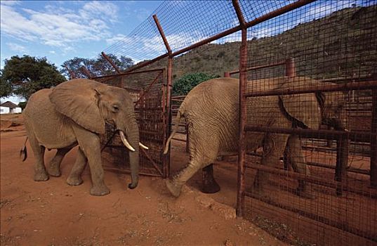 非洲象,进入,东察沃国家公园,肯尼亚