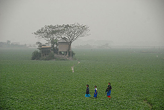 模糊,乡村,达卡,孟加拉,一月,2008年