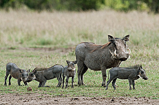 疣猪,父母,小猪,肯尼亚