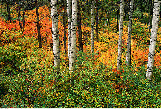 树林,赖丁山国家公园,曼尼托巴,加拿大