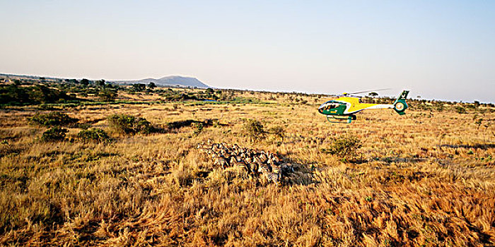 直升飞机,高处,斑马,牧群,克鲁格国家公园,南非
