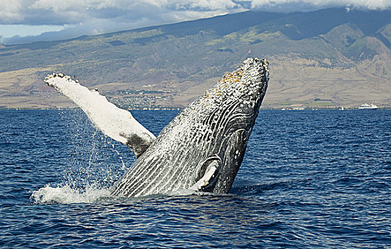 夏威夷,毛伊岛,驼背鲸,大翅鲸属,鲸鱼,鲸跃,岸边
