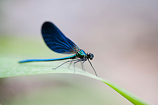 蓝色,蜻蜓,休息,草叶
