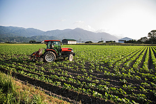 日本人,农民,驾驶,红色,拖拉机,地点,大豆,农作物