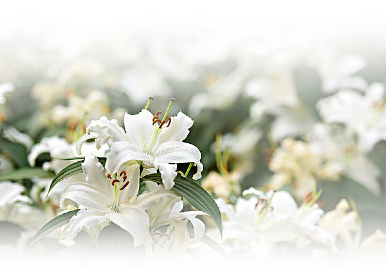 白色百合花图片_白色百合花高清图片_全景视觉