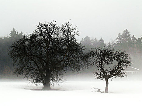 两个,孤单,树,雪,地面,树林,后面,他们,房子,雾