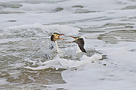 企鹅,两个,成年人,争斗,海洋,奥玛鲁,南岛,新西兰