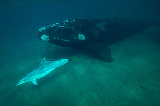 南露脊鲸,女性,宽吻海豚,瓦尔德斯半岛,阿根廷
