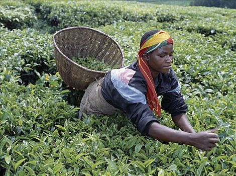 采茶,西南方,卢旺达,许多,雨,富饶,土地,给,农民,完美,状况,西北地区,高,品质,茶,乡野,山