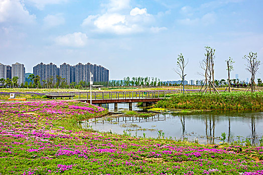 湿地春天风光