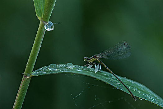 蜻蜓025
