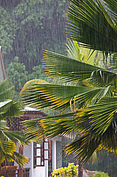 塞舌尔,拉迪格岛,早晨,阵雨