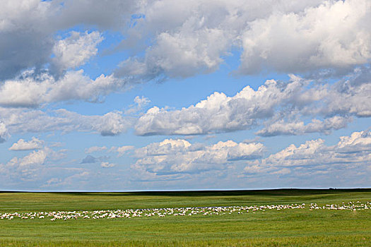 草原,羊,天空,云彩