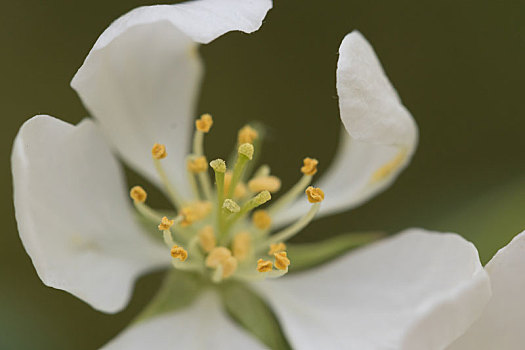 海棠花,白花