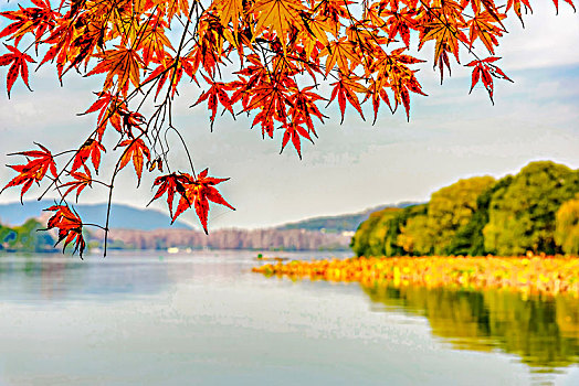 秋天的枫叶,鸡爪槭