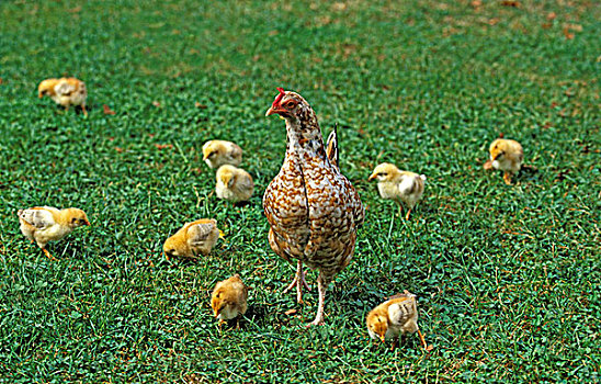 母鸡,站立,草