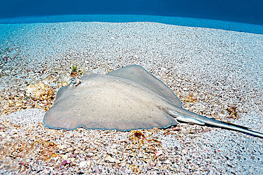 黄貂鱼,躺着,沙,海底,岛屿,靠近,索科罗镇,群岛,墨西哥