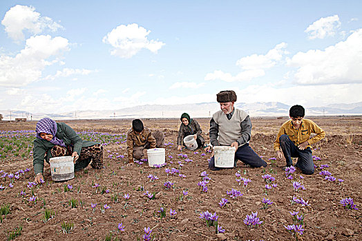 伊朗人,挑选,藏红花,花,种植园,城市,省