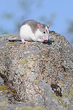 褐家鼠,石头
