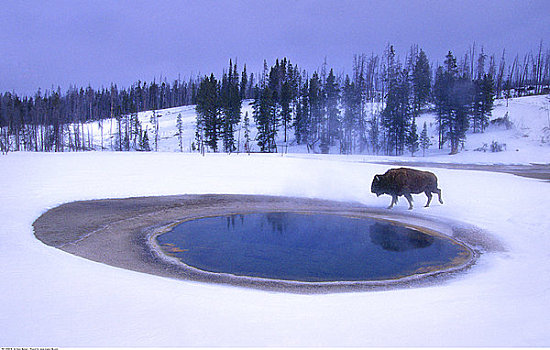 野牛,靠近,水,冬天,黄石国家公园,怀俄明,美国