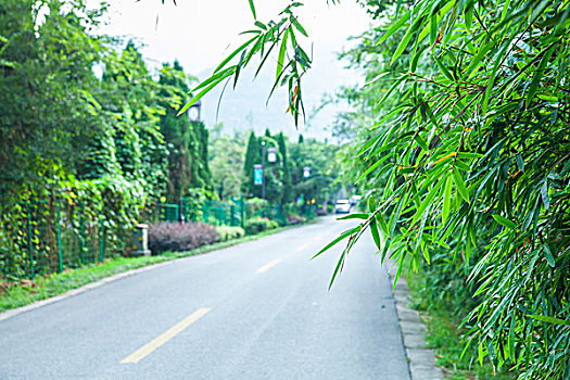 道路旁的绿竹