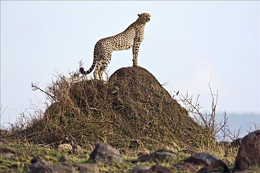 肯尼亚,印度豹,环境,上面,蚁丘,马赛马拉国家保护区