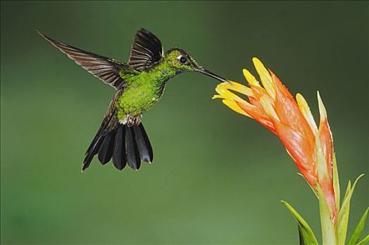 雄性,飞行,进食,凤梨科植物,花,厄瓜多尔,安第斯山,南美